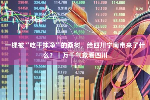 一棵被“吃干抹净”的桑树，给四川宁南带来了什么？｜万千气象看四川
